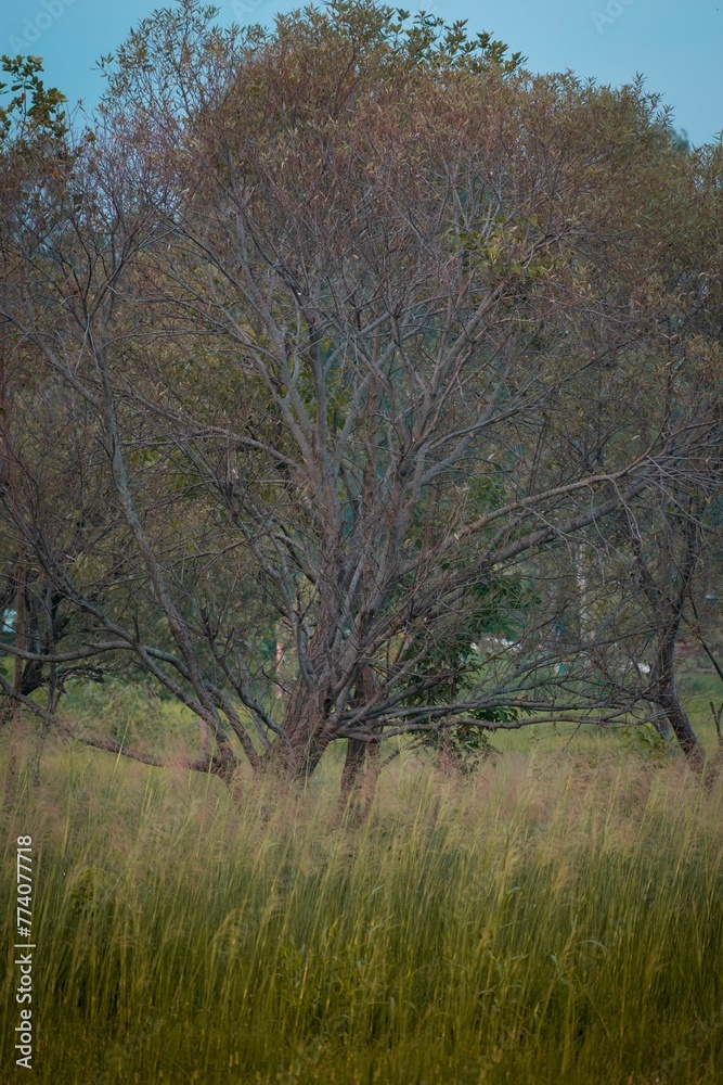 Green grass field and trees under blue sky, vertical shot, nature background Green grass field and trees under blue sky, vertical shot, nature background
