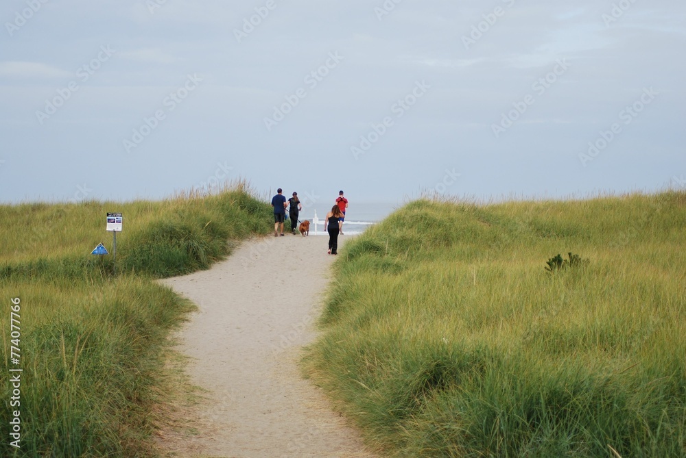 Path through a beach covered with American beachgrass, with people walking to the sea Path through a beach covered with American beachgrass, with people walking to the sea