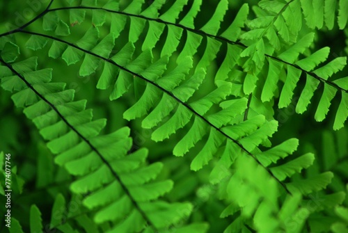 Selective closeup focus of green leaves of a fern (Polypodiopsida or Polypodiophyta)