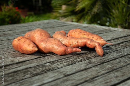 Sweet Potato on a Wooden Table. Batata on a Rustic Wooden Table with a Garden Background. Close-up of Sweet Potato in a Garden.