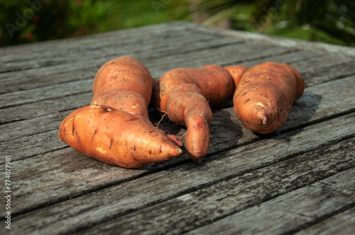 Sweet Potato on a Wooden Table. Batata on a Rustic Wooden Table with a Garden Background. Close-up of Sweet Potato in a Garden.