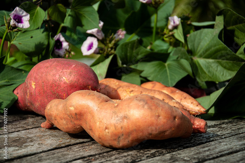 Sweet potato on wooden table. Batata on rustic wooden table with garden background. Closeup sweet potato with it's leaves and flowers in a garden. Closeup batata on an old wooden table in sunshine.
