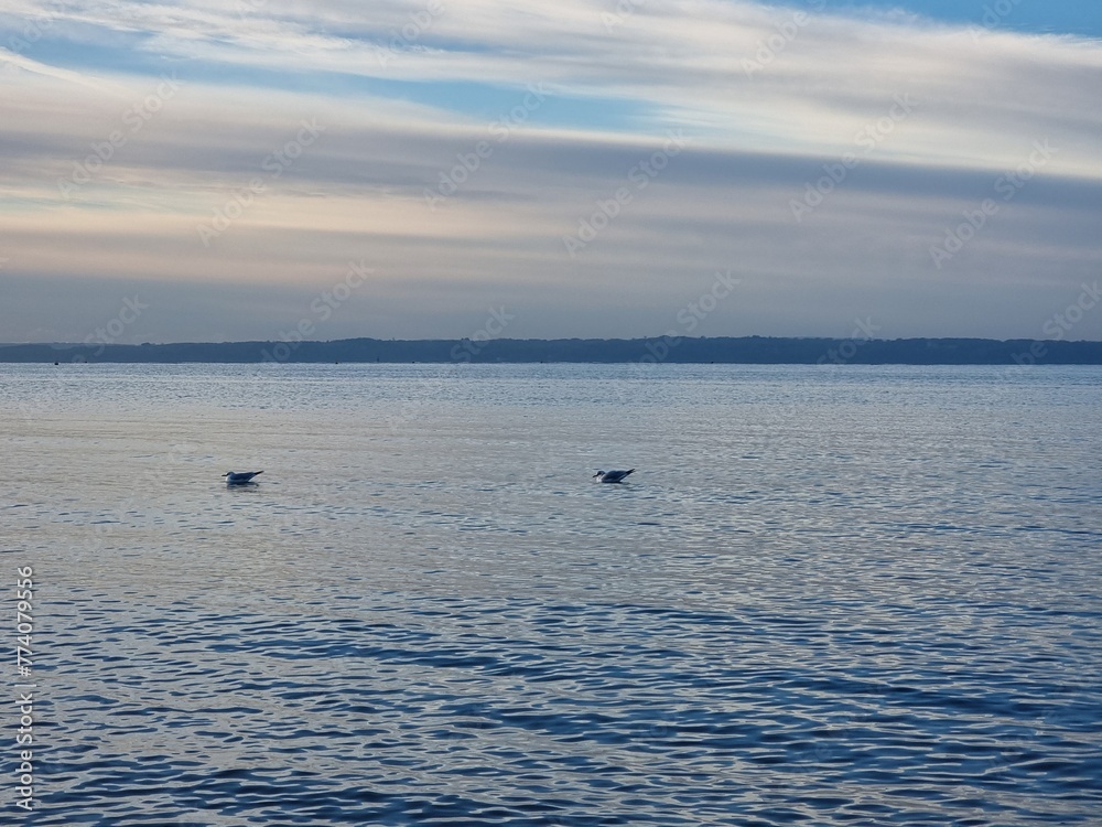 Ducks swimming in the sea at Lee On The Solent, Hampshire, UK