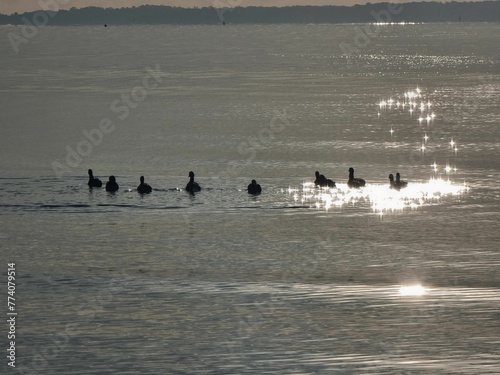 Silhouettes of ducks in the open sea at Lee On The Solent, Hampshire, UK