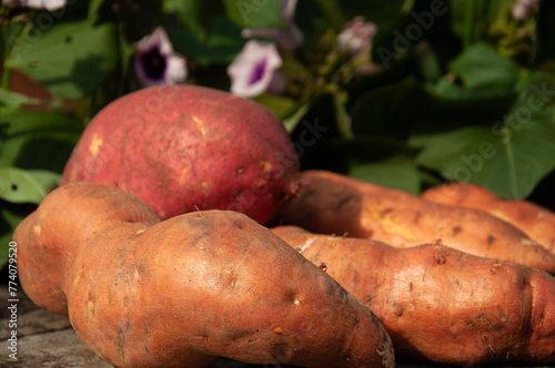 Sweet Potato on a Wooden Table. Batata on a Rustic Wooden Table with a Garden Background. Close-up of Sweet Potato with Its Leaves and Flowers in a Garden.