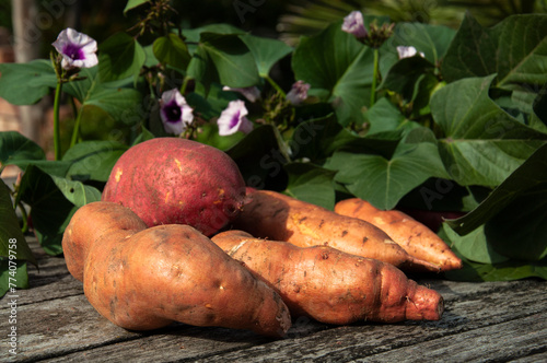 Sweet potato on wooden table. Batata on rustic wooden table with garden background. Closeup sweet potato with it's leaves and flowers in a garden. Closeup batata on an old wooden table in sunshine.