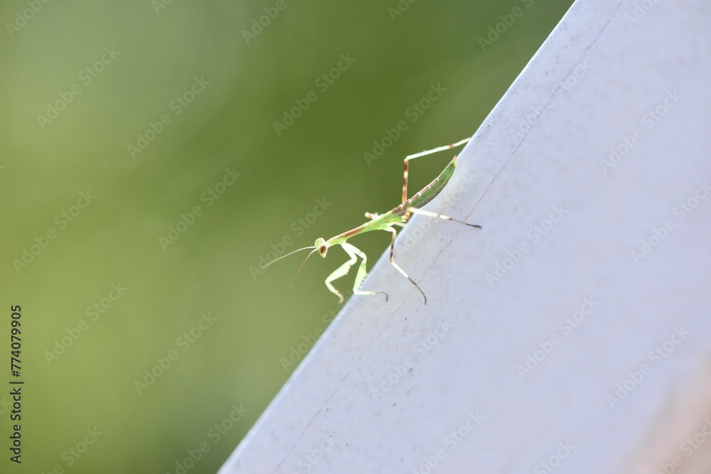 Selective focus of a South African mantis on a gray surface in a field under the sunlight Selective focus of a South African mantis on a gray surface in a field under the sunlight