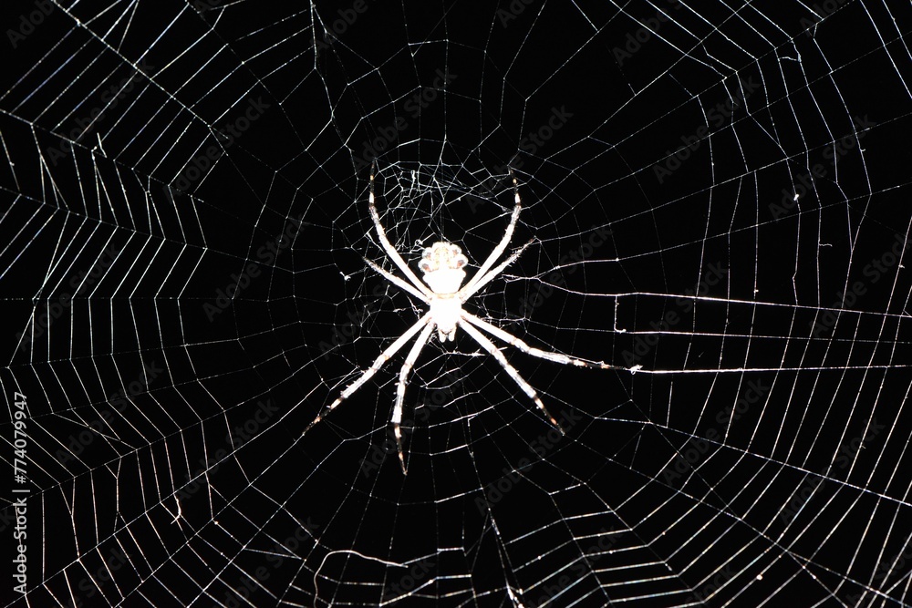 Closeup of an argiope keyserlingi spider on the web with a dark blurry background - obrazy, fototapety, plakaty 
