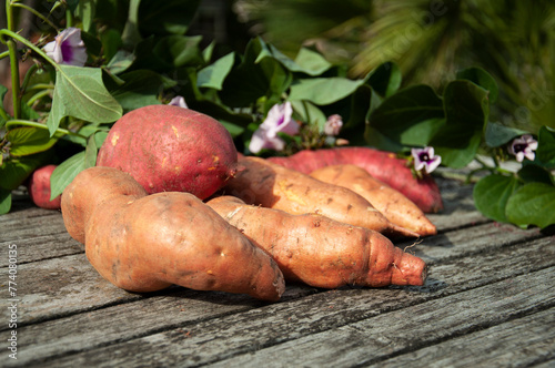 Sweet potato on wooden table. Batata on rustic wooden table with garden background. Closeup sweet potato with it's leaves and flowers in a garden. Closeup batata on an old wooden table in sunshine.