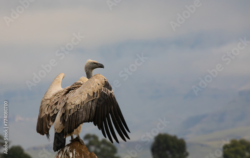 Cape Vulture, ready for takeoff photo