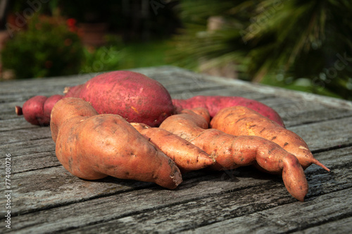 Sweet Potato on a Wooden Table. Batata on a Rustic Wooden Table with a Garden Background. Close-up of Sweet Potato in a Garden.