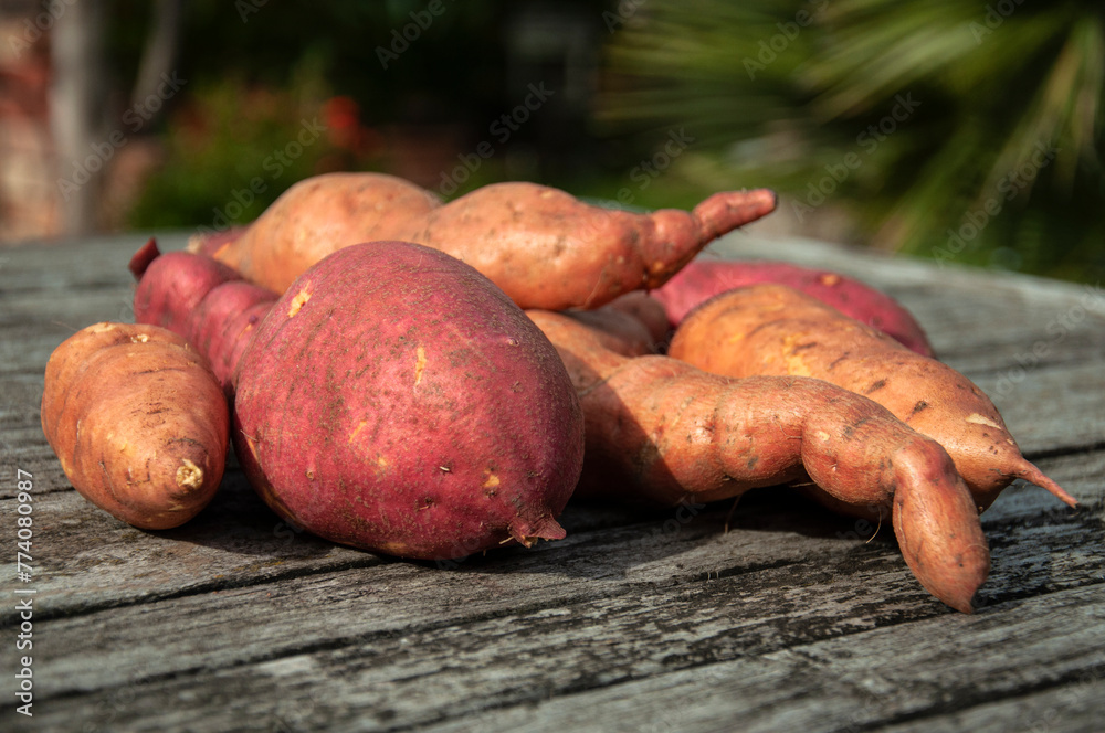 Sweet Potato on a Wooden Table. Batata on a Rustic Wooden Table with a Garden Background. Close-up of Sweet Potato in a Garden. Sweet Potato on a Wooden Table. Batata on a Rustic Wooden Table with a Garden Background. Close-up of Sweet Potato in a Garden.