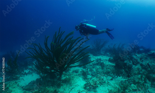 Fototapeta Naklejka Na Ścianę i Meble -  a diver on a reef in the caribbean sea