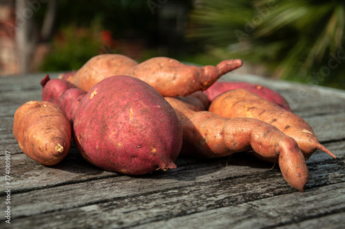 Sweet Potato on a Wooden Table. Batata on a Rustic Wooden Table with a Garden Background. Close-up of Sweet Potato in a Garden.
