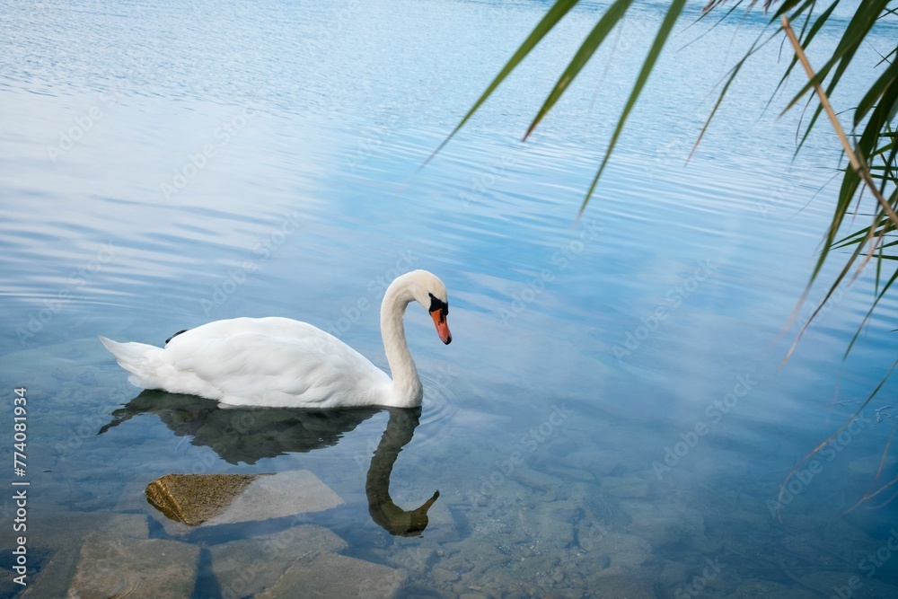 Obraz premium Beautiful shot of a swan wading in a lake