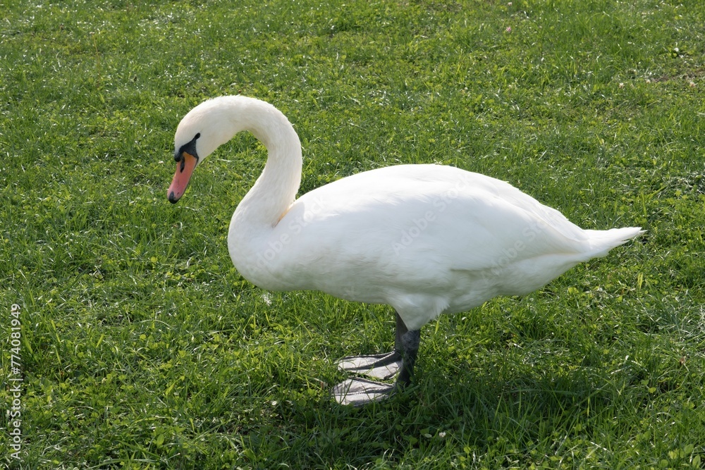 Beautiful shot of a swan standing a grass Beautiful shot of a swan standing a grass