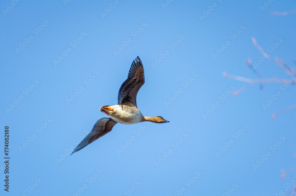 Obraz premium A goose flies in the sky to the right, side bottom view, close-up