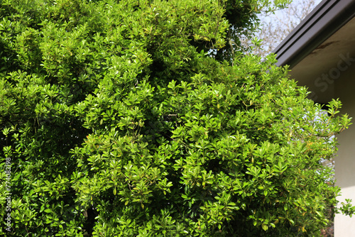  Euonymus japonica bush with yellow and green leaves. Evergreen plant called Japanese spindle tree © saratm