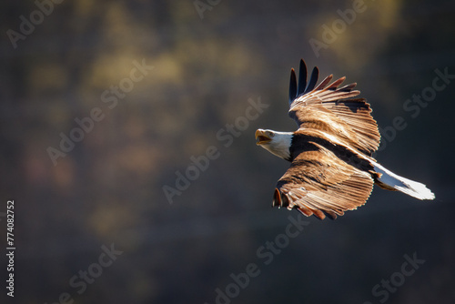 Bald Eagle soaring over White River in Arkansas