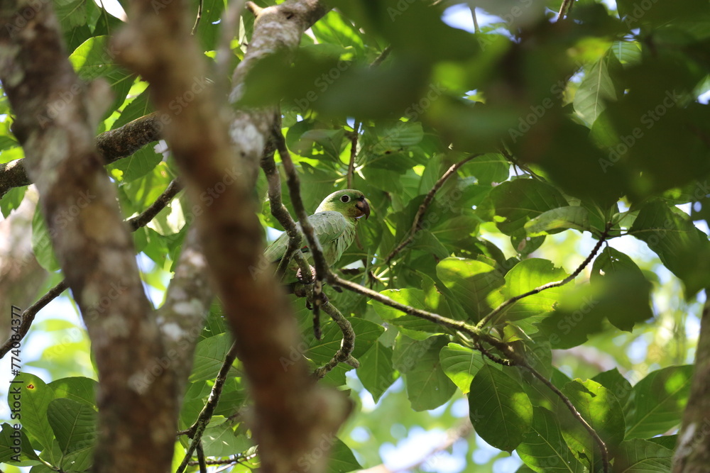 Short-tailed parrot on tree in Costa Rica