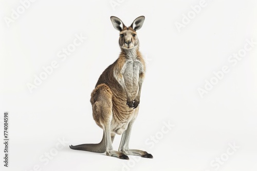 KS Kangaroo standing on its hind legs on an isolated whit.