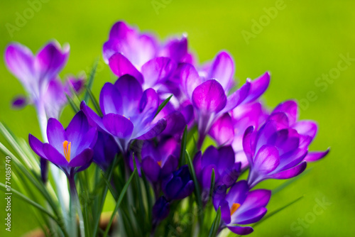 Fototapeta Naklejka Na Ścianę i Meble -  crocus flowers in the garden -  spring flowers