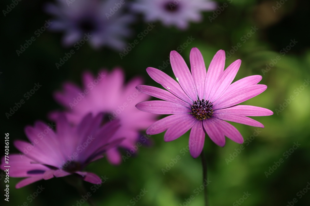 Obraz premium pink Dimorphotheca ecklonis, also known as Cape marguerite 