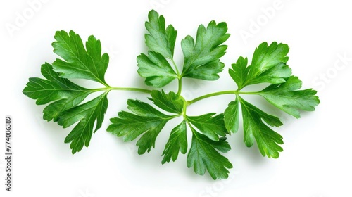 Leaves of parsley isolated on white background. Top view