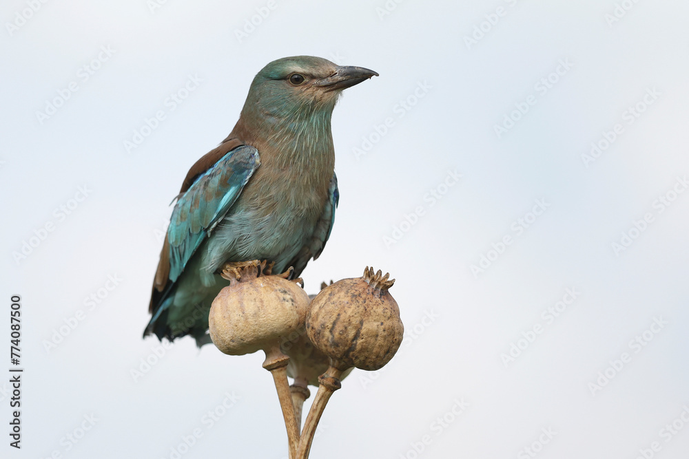 Fototapeta premium An European Roller perched on a flower 