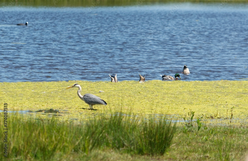 Fototapeta premium Closeup of a great blue heron (Ardea herodias) and birds in a lake in the Netherlands