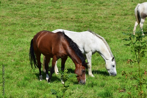 Brown and white horses grazing in a field © Wirestock