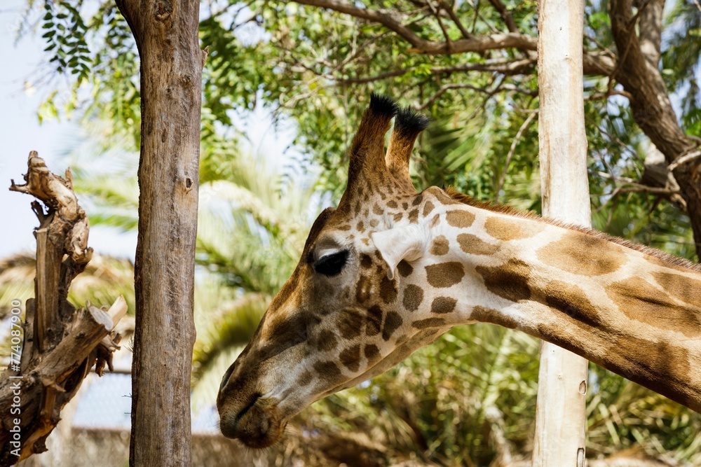 Head of a giraffe by a tree trunk at a park Head of a giraffe by a tree trunk at a park