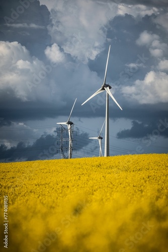 View of wind turbines in the yellow rapeseed field