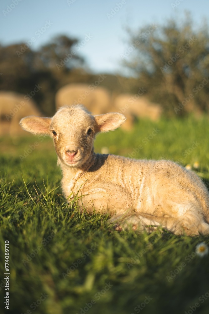 Vertical shot of a cute sheep laying on the grass Vertical shot of a cute sheep laying on the grass