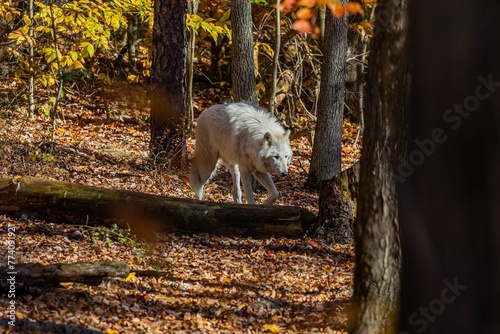 Closeup of a white wolf walking in a forest on a sunny autumn day