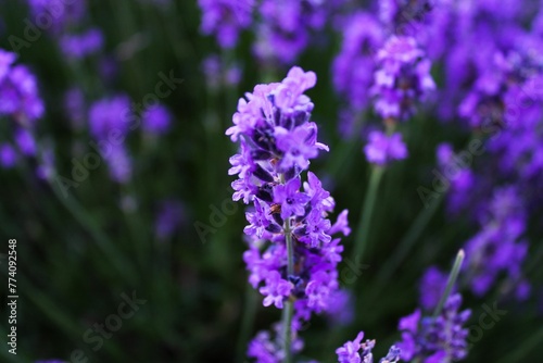 Closeup of a beautiful lavender flower