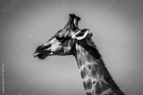 Closeup grayscale of a tall giraffe with the head against the daytime sky © Wirestock