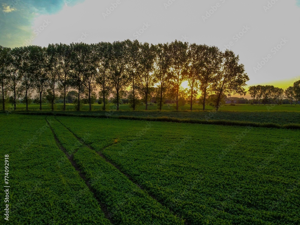 View of tire tracks on the grass and picturesque trees at sunrise