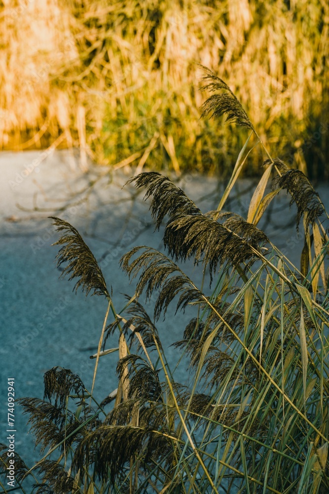 Vertical shot of plants near a frozen lake in winter Vertical shot of plants near a frozen lake in winter