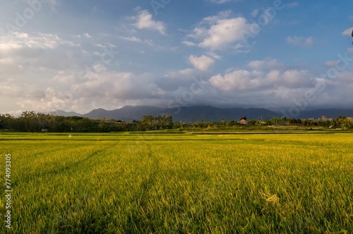 Green rice field under the cloudy sky in Bali