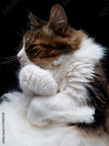 Detail of Maine Coon cat curled up sleeping on black surface.
Brown bloched tabby with lots of white hair