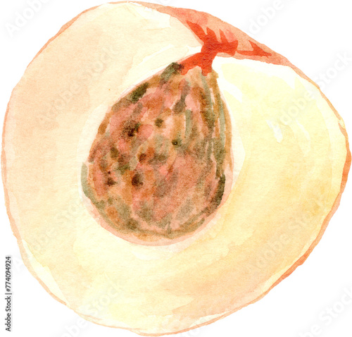 Watercolor Peach. Isolated element for design.