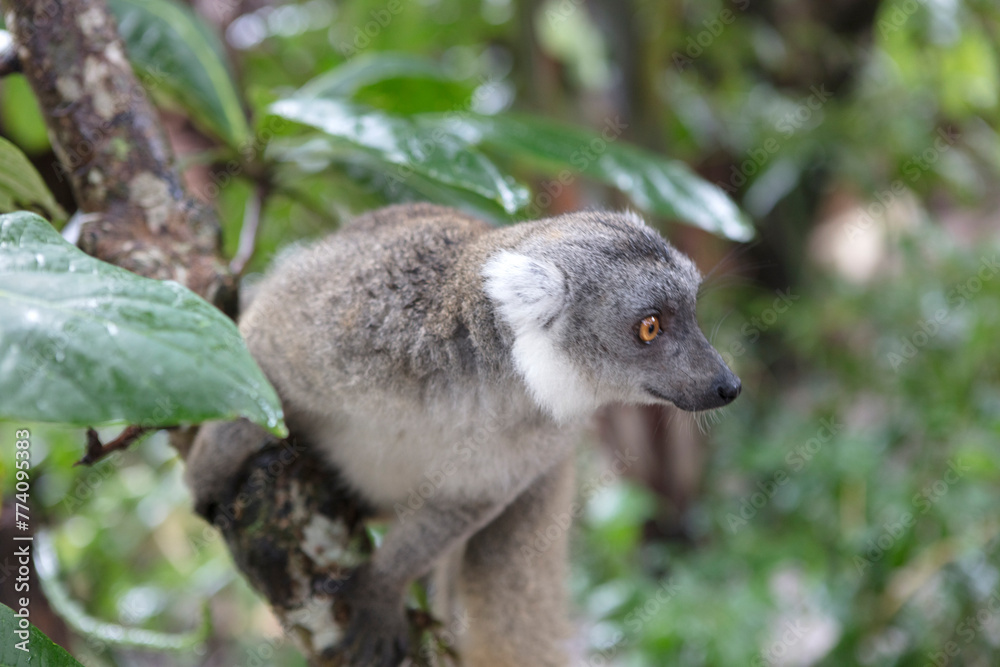 Fototapeta premium Madagascar crowned lemur close up