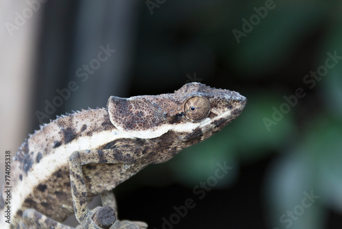 Madagascar calumma brevicorne close up photo