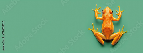 Little orange frog on green background, copy space