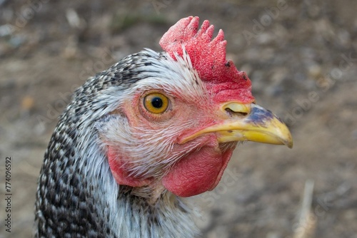 Closeup of the chicken's head against the blurry background. photo