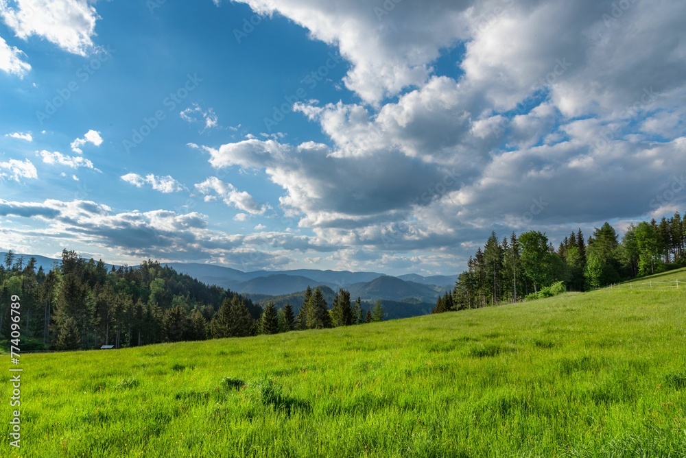 Beautiful landscape of a green meadow with the blue sky and a forest in the background Beautiful landscape of a green meadow with the blue sky and a forest in the background