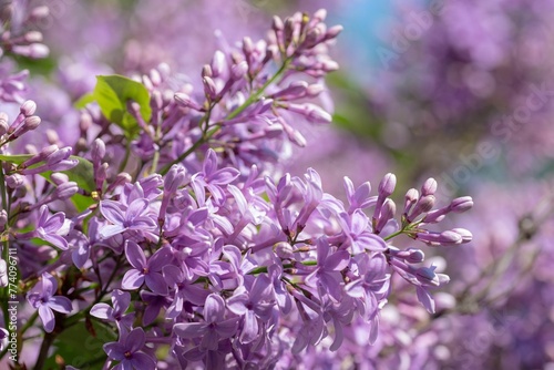 Fotografie Macro shot of gentle lilacs in a summer garden on an isolated background
