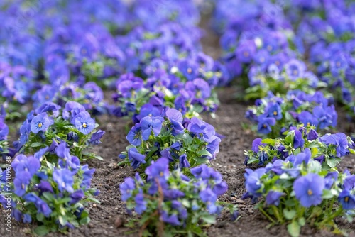 Closeup shot of rows of bright blue pansies growing in a summer garden