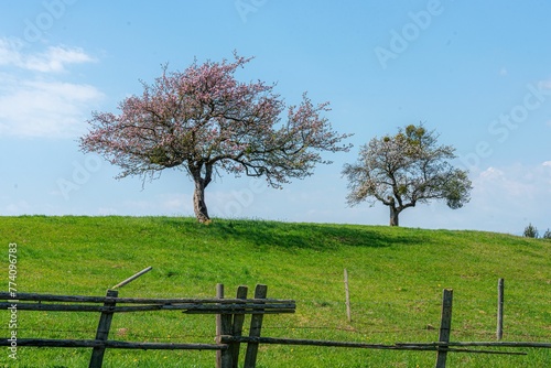 Beautiful landscape with green grass and flower trees under a clear blue sky photo